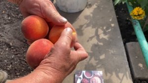 Поспел персик Редхейвен в Воронеже 19.08.2021. 4К