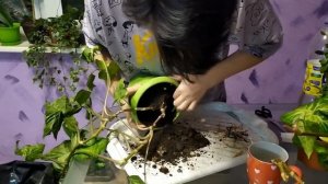 Сингониум пересадка и обрезка