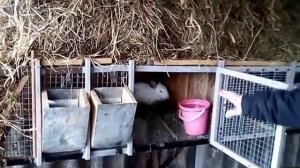 Содержание кроликов зимой. Уличные клетки для кроликов. Rabbits in winter.