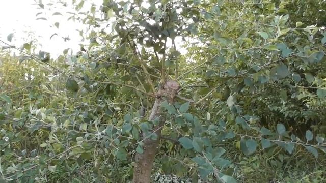 Нет ничего проще. Прививка 6-летней яблони дички. Как привить взрослую дичку смотреть онлайн