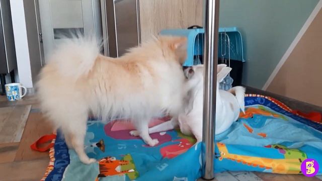 ДЕЛЕЖКА ЕДЫ** САМА НЕ БУДУ и НИКОМУ НЕ ДАМ** КТО САМЫЙ ЖАДНЫЙ ПЁСИК? смотреть онлайн