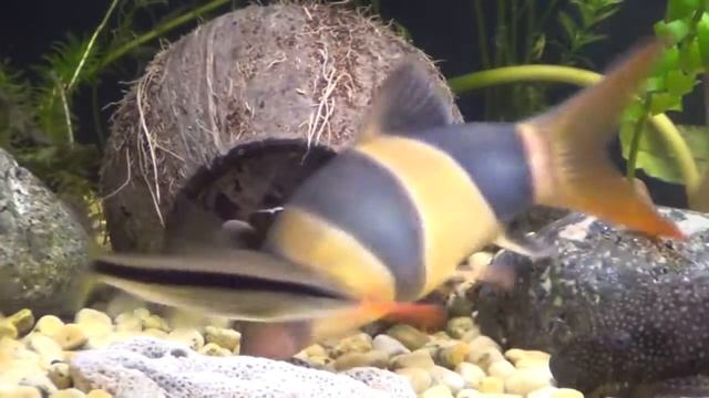 Боция мраморная и клоун смотреть онлайн