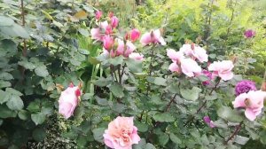 Роза Дистанс драмс королева сада