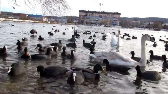 ЖК Лебединое озеро - обзор района смотреть онлайн