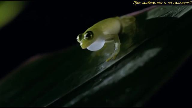 Учёные обнаружили странных СУЩЕСТВ! Такого ещё в джунглях не находили!