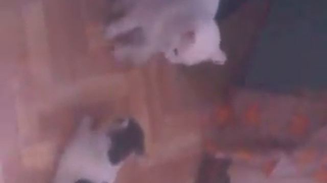 кастрированный кот, и развратная кошка смотреть онлайн