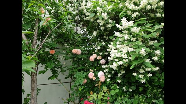 Jolantos sodas | Jolanta's garden | Сад Иоланты 2020 смотреть онлайн