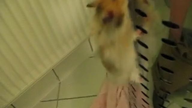 Hamster climbing a laundry basket смотреть онлайн