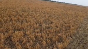 Выращивание чечевицы. No-till 22.07.2018. Уборка чечевицы красной