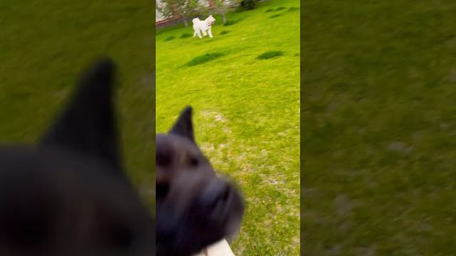 Белая Американская Акита свободный выгул собак. Очень им нравится бегать по зеленой травке без пово смотреть онлайн