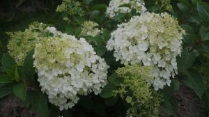 Гортензия Бобо — краткое описание особенностей метельчатого сорта