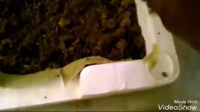 How To Grow Tulsi (Basil) From Seeds In Three Days | Holy Basil (Hindi) смотреть онлайн