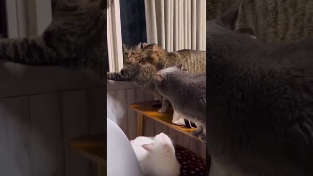 Что они обсуждают?))) смотреть онлайн