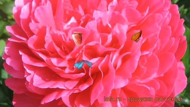 Пион травянистый Генерал Мак-Магон (paeonia) ? обзор: как сажать, рассада пиона Генерал Мак-Магон смотреть онлайн