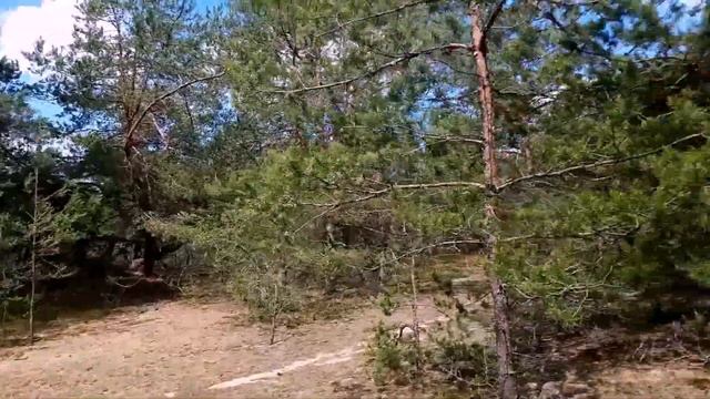 Грибной сезон. Лисички. смотреть онлайн