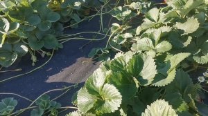 Клубника Шарлотта, эталон вкуса!