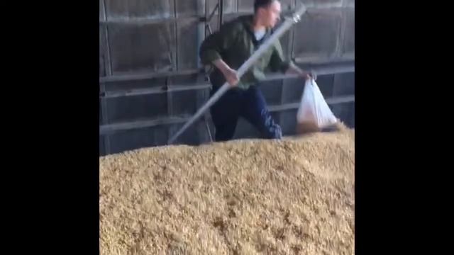 Отбор проб зерна смотреть онлайн