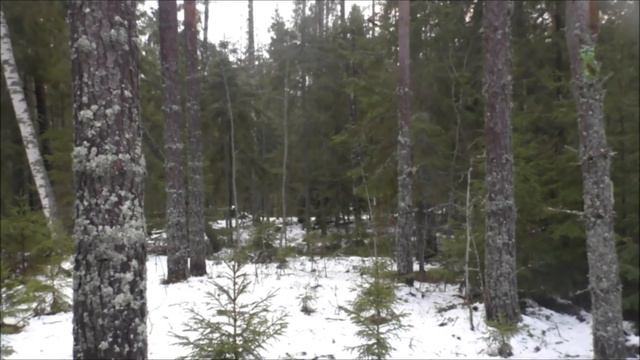 РУССКАЯ ГОНЧАЯ  Майя 5 мес.- ОТГОЛОСИЛАСЬ.