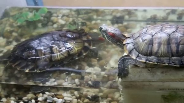 Learn Names of Pets for Kids - Pet Animal Names and Sounds for Children, Kindergarten and Preschool