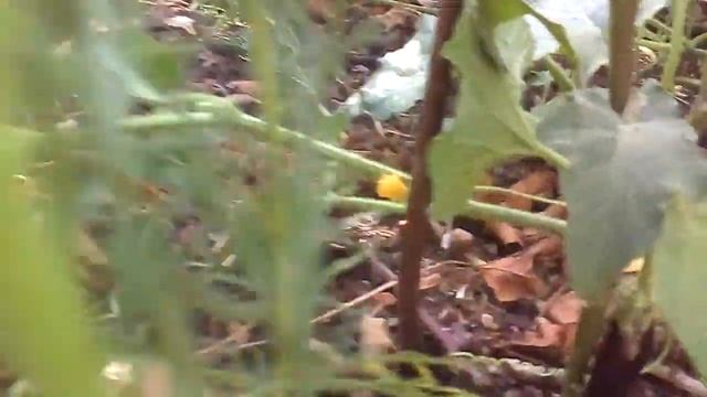 Мои растишки №26 /зелёное на зелёном/ яблоки, виноград и другое смотреть онлайн