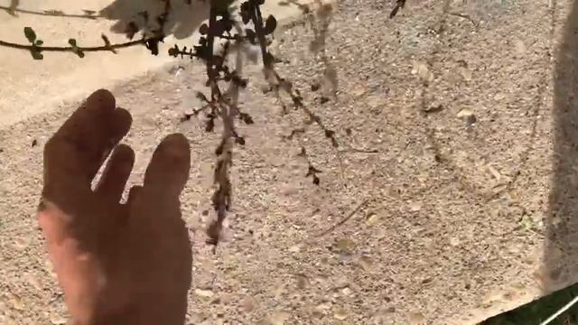 Add Copper to YOUR GARDEN! Plant Comparison смотреть онлайн