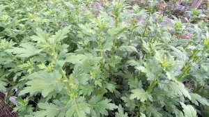 Выращивание срезочной хризантемы  под притенением к 1 сентябрю