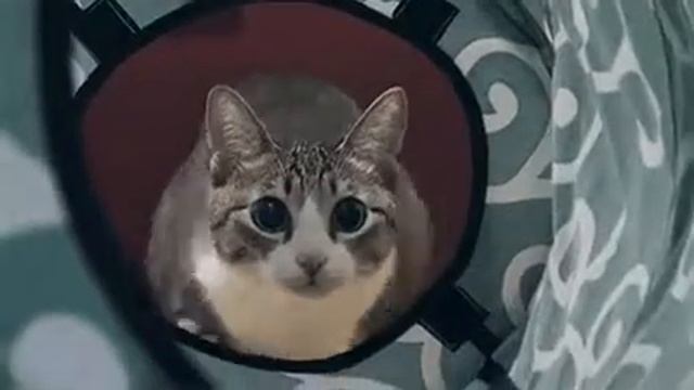 Когда увидел мышь смотреть онлайн