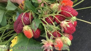 Земклуника ХОЛКОВСКАЯ, обалденная