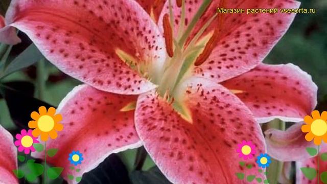 Лилия восточная Старгейзер. Краткий обзор, описание характеристик, где купить луковицы Stargazer