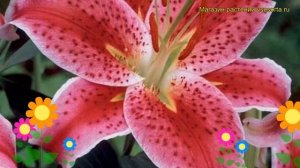 Лилия восточная Старгейзер. Краткий обзор, описание характеристик, где купить луковицы Stargazer