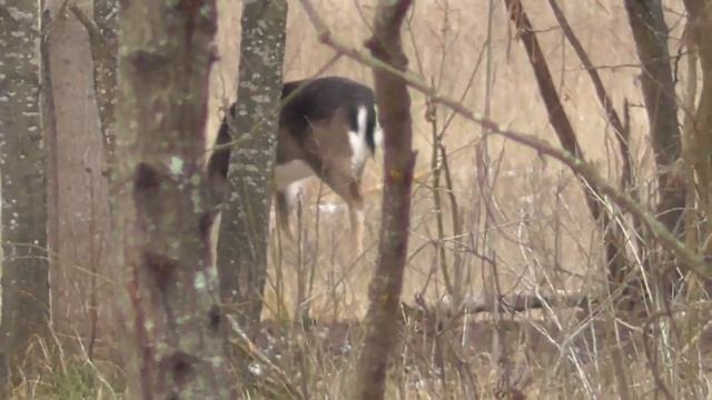 Олени пасутся зимой смотреть онлайн