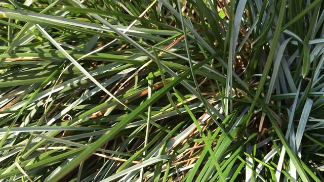Sesleria caerulea, Blaugras смотреть онлайн