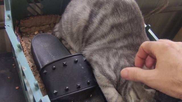 Амурский тигр смотреть онлайн