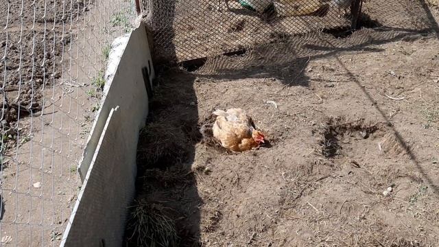 Ванные песочные! #куры #цыплята смотреть онлайн