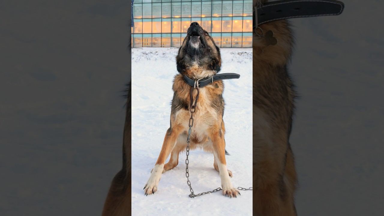 Вдох глубокий! Глубокий - я сказал!!! смотреть онлайн