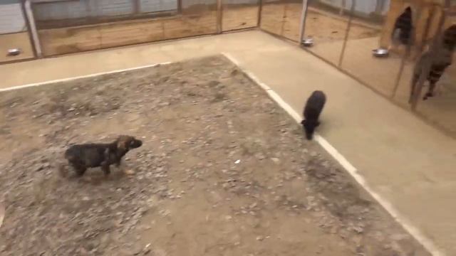 Съездили с Максом в Приют для Бездомных животных и забрали щенка ))) Приют Девять жизней . смотреть онлайн