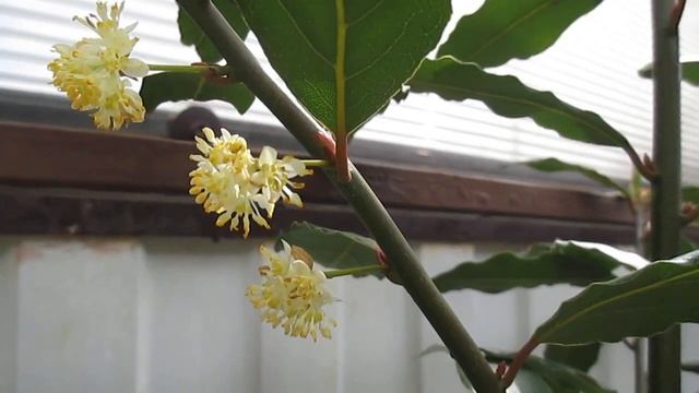 Лавровый лист цветёт.????The bay leaf is blooming смотреть онлайн