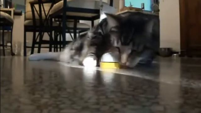 Кошка звонит, когда хочет есть смотреть онлайн