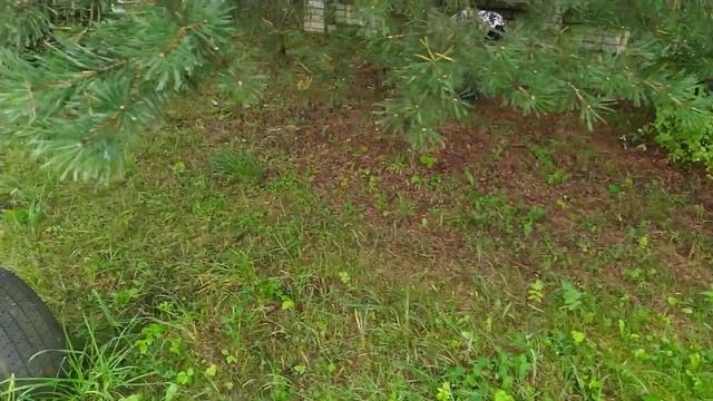 Грибы растут прямо возле дома (маслята 3) смотреть онлайн