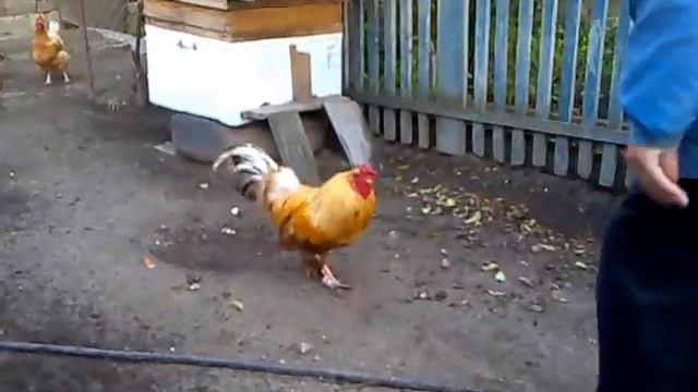 Петух атакует. смотреть онлайн