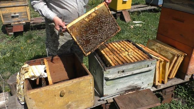 степень расширения пчелосемей смотреть онлайн