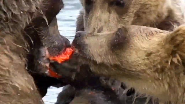 Рыбалка Медведи на рыбалке смотреть онлайн