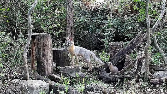 Семья серых лис#Gray Fox Family США смотреть онлайн
