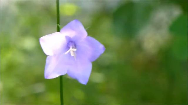 ♥ NATURE ♥ RELAXATION ♥ VIOLET BELL ♥ ONE HOUR ♥ смотреть онлайн