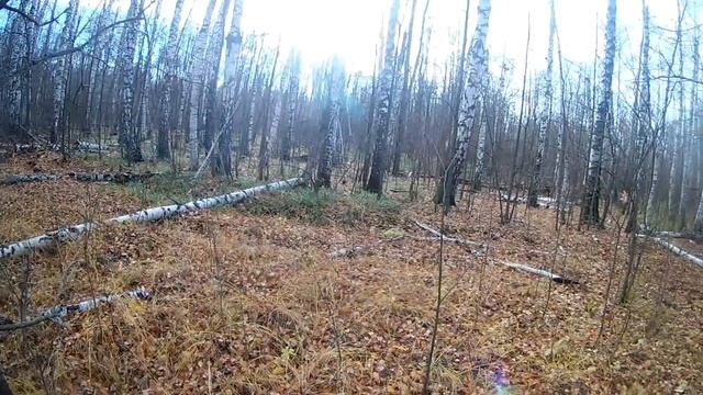 загонная охота на кабана 2018, как кабан вышел на номер, так благополучно с него и ушел))) смотреть онлайн