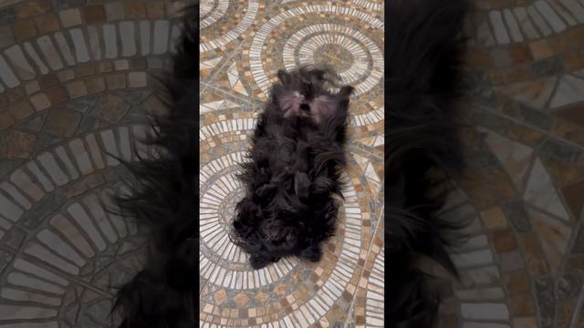 Длинношерстный чихуахуа лежит на полу и виляет хвостом. смотреть онлайн