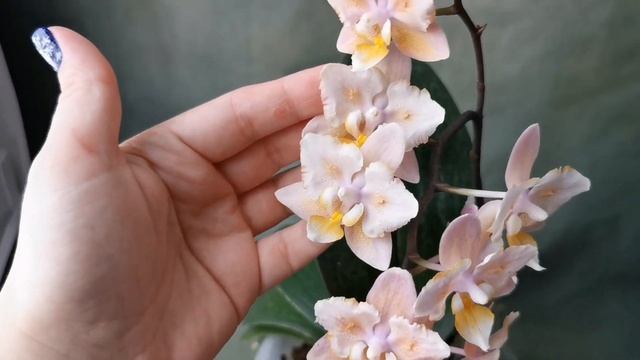 Парфюмерная фабрика Scention - первое домашнее цветение. Ароматная орхидея, желтая бабочка Сэншн смотреть онлайн