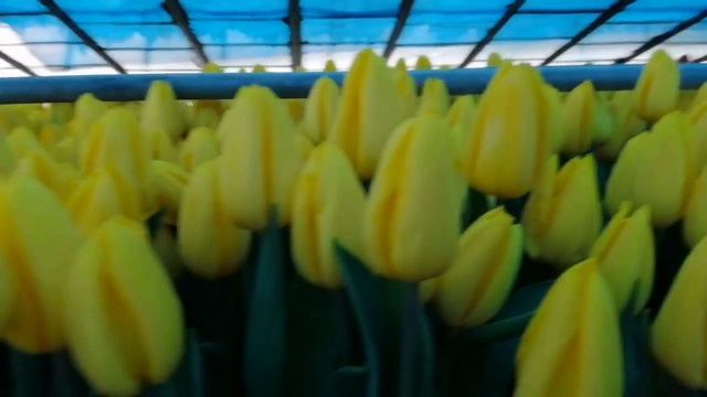 Обзор сорта Стронг голд и Стронг лав смотреть онлайн