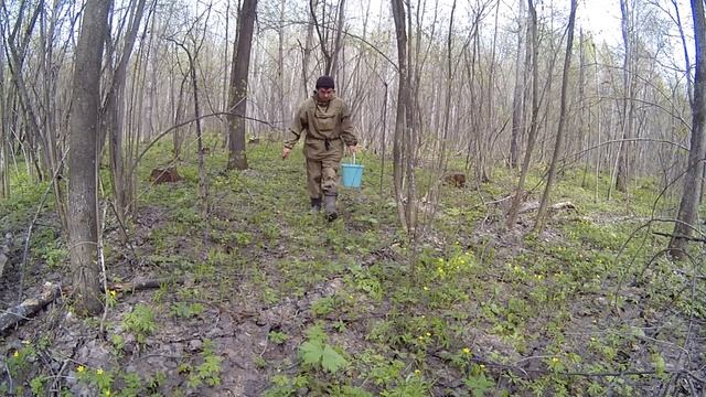 В лес за сморчками. Гадюка и медянка греются на солнышке. ЧР. Мариинско-Посадский р-н. смотреть онлайн