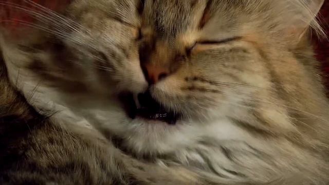 Кошка тоже тигр (как снимает мыльница) смотреть онлайн